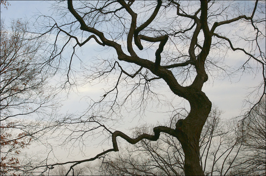 Dark branches