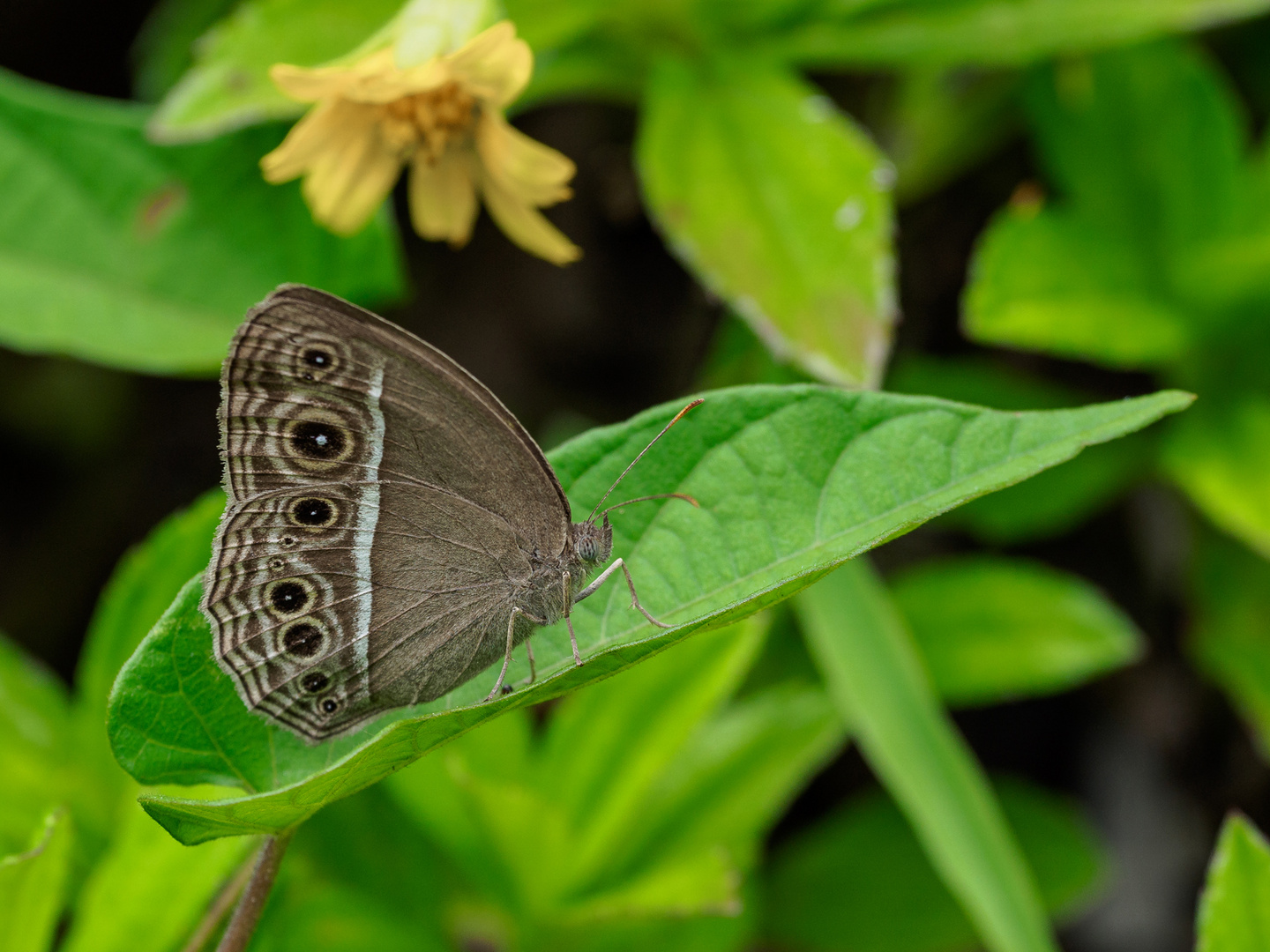 Dark-branded Bush-Brown