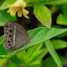 Dark-branded Bush-Brown