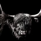 Dark Bull