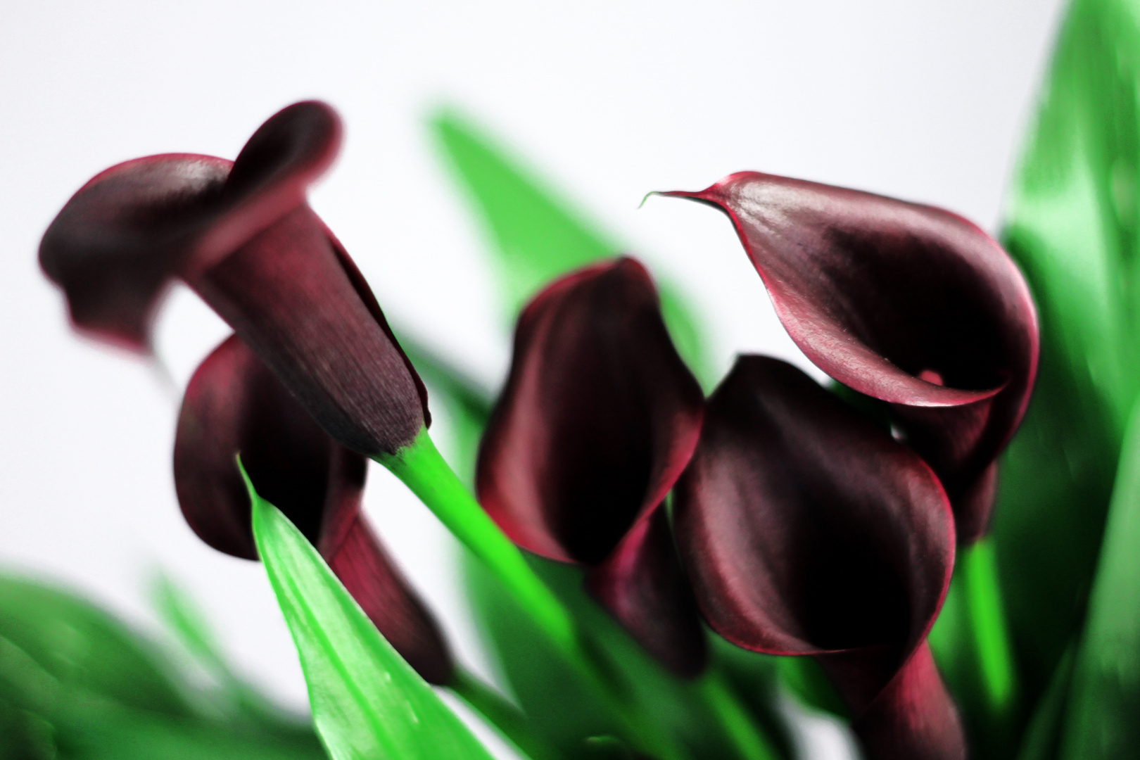 Dark Calla