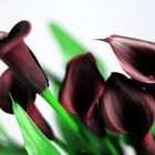 Dark Calla