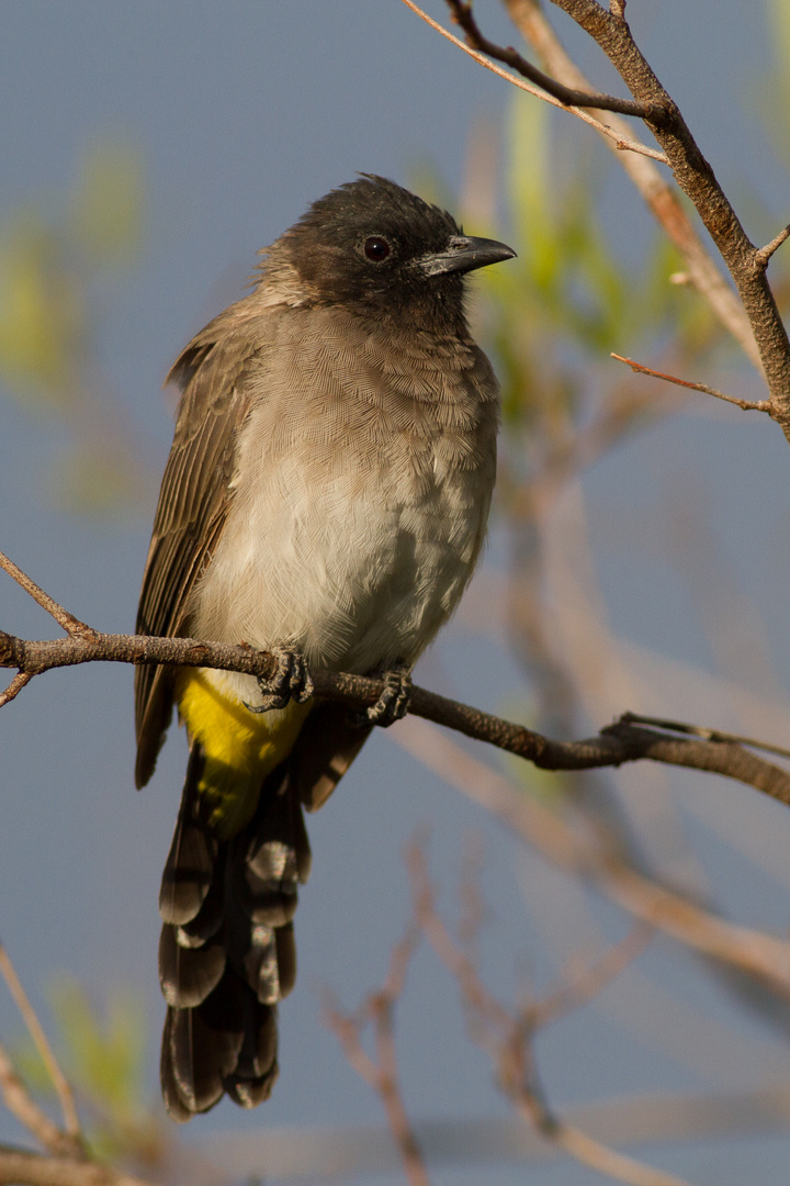 Dark-capped Bulbul