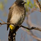 Dark-capped Bulbul