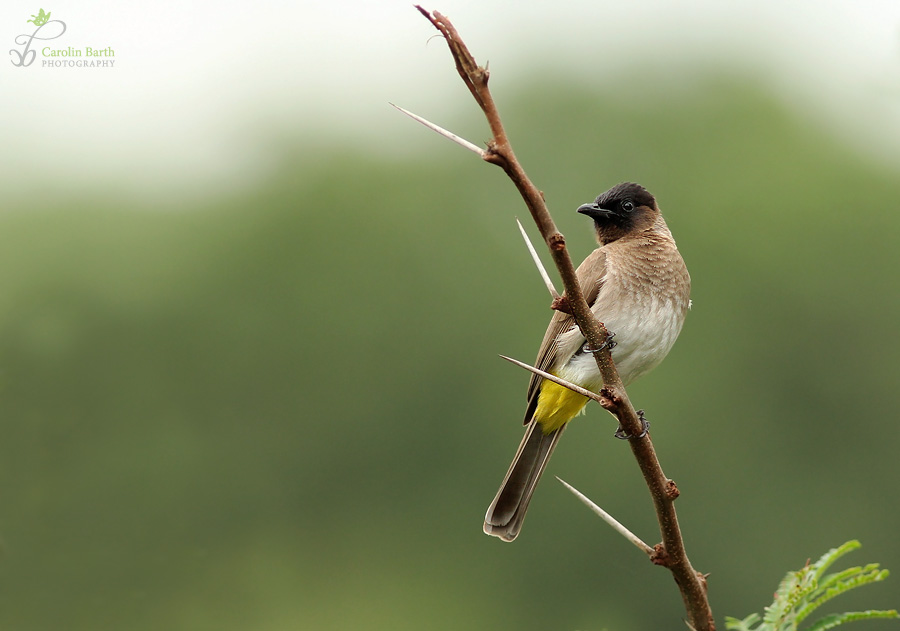 dark-capped Bulbul