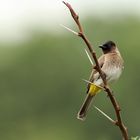 dark-capped Bulbul