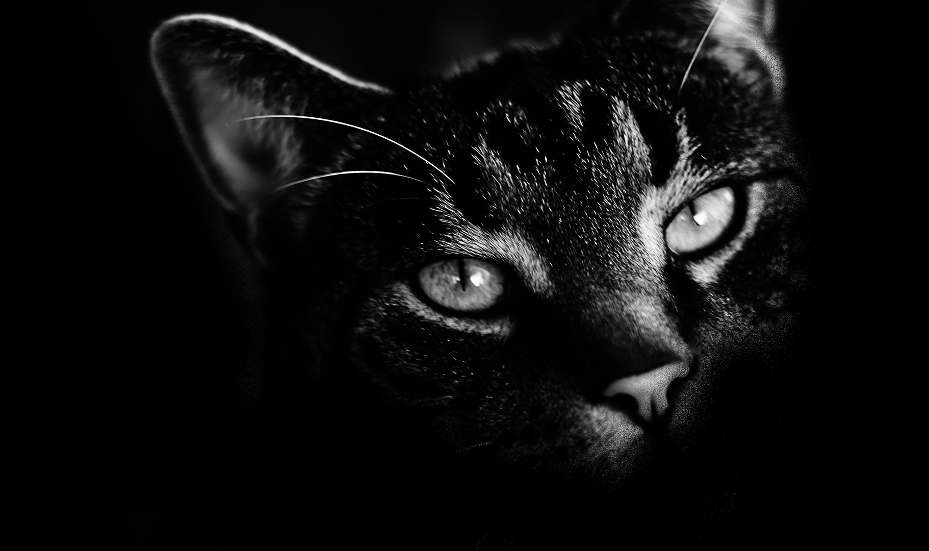 Dark Cat