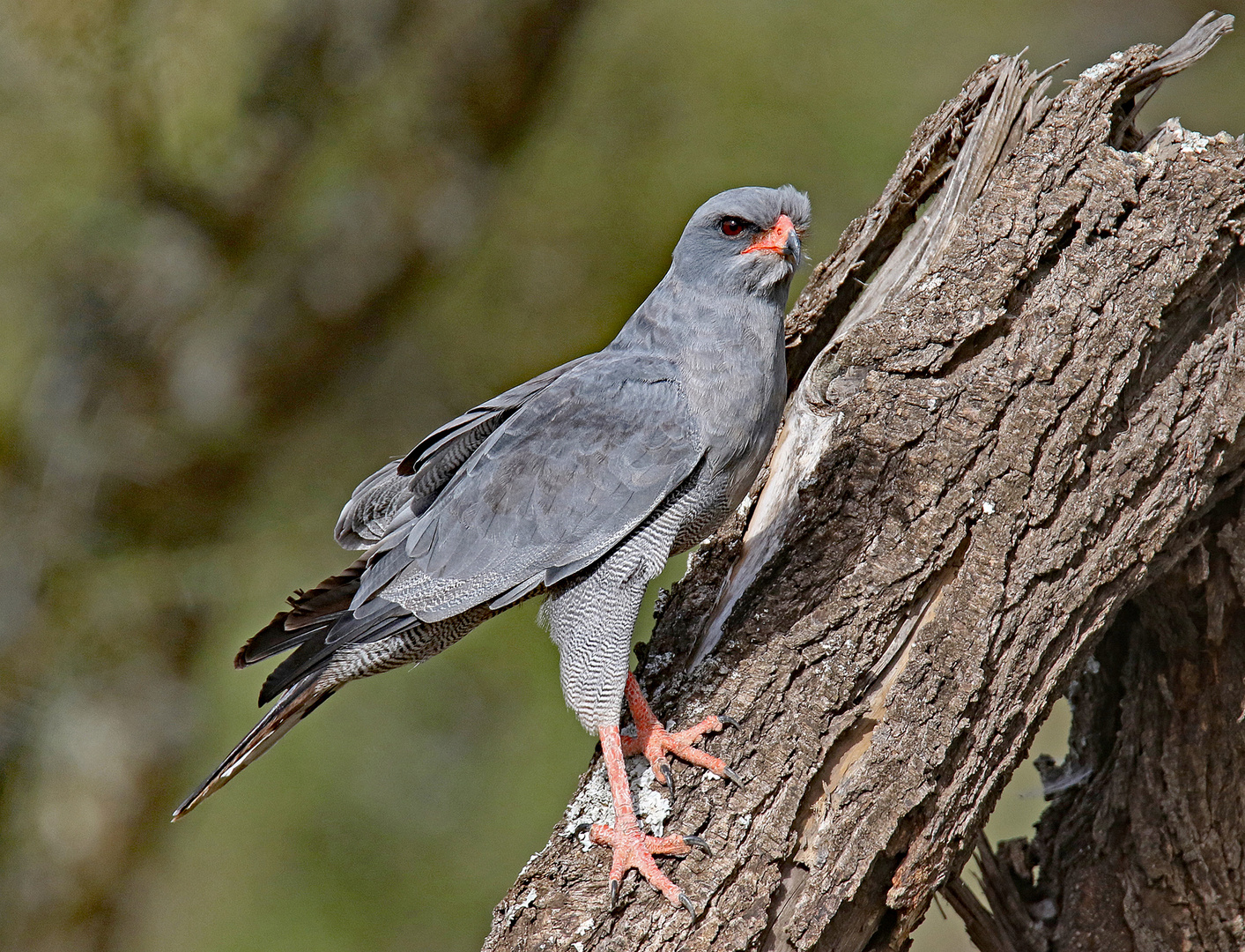 Dark Chanting Goshawk