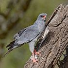 Dark Chanting Goshawk