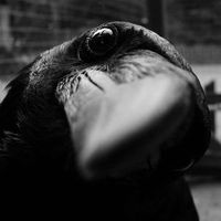 Dark Corbeau