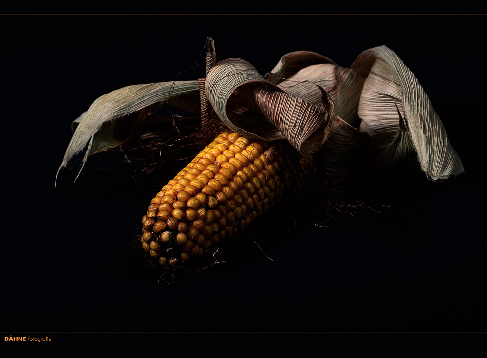 dark corn....oder auch, der Sommer neigt sich dem Ende zu