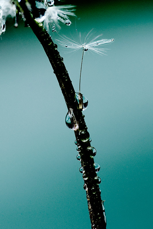 dark dandelion