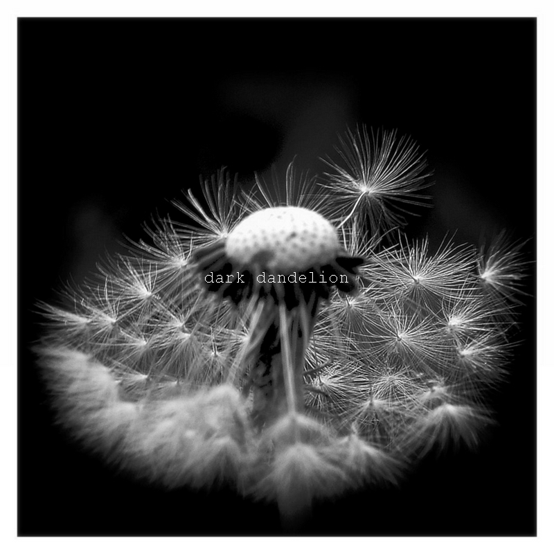 dark dandelion, II