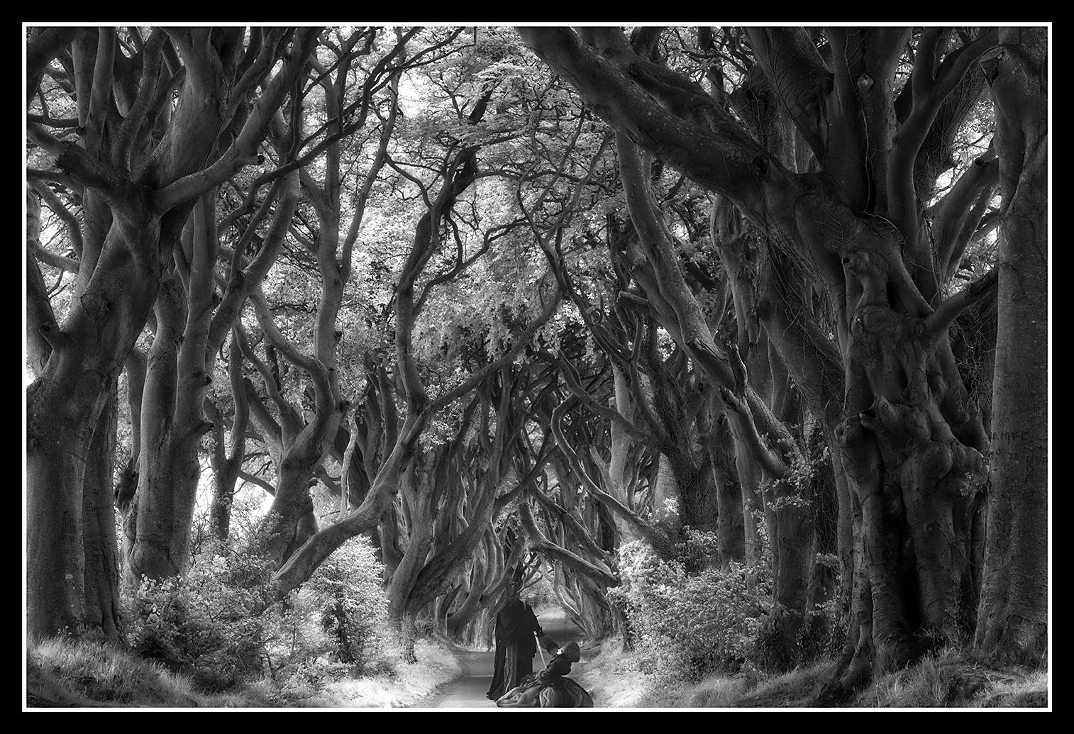 Dark Dark Hedges