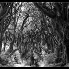 Dark Dark Hedges