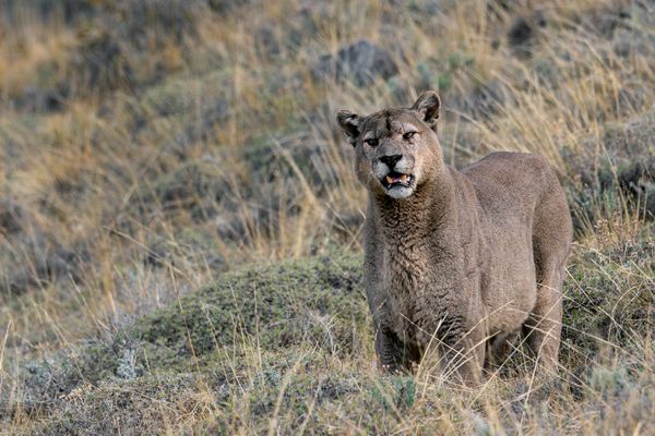 Dark, der beeindruckende...