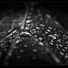 dark drops