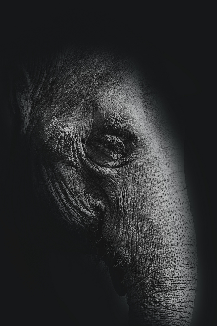 Dark Elephant