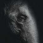 Dark Elephant