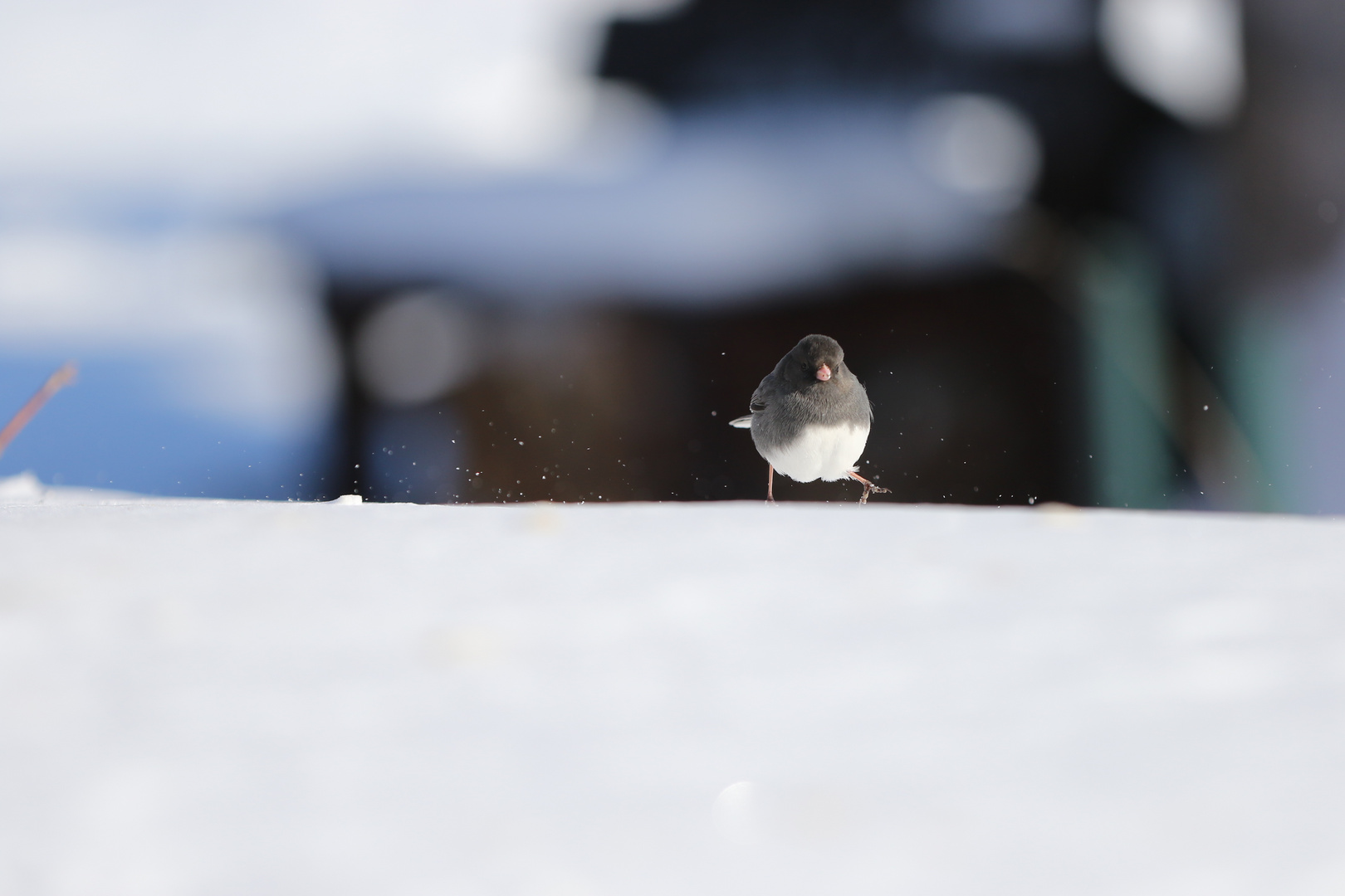 Dark eyed Junco