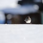 Dark eyed Junco