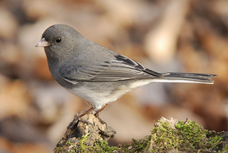 Dark-eyed Junco