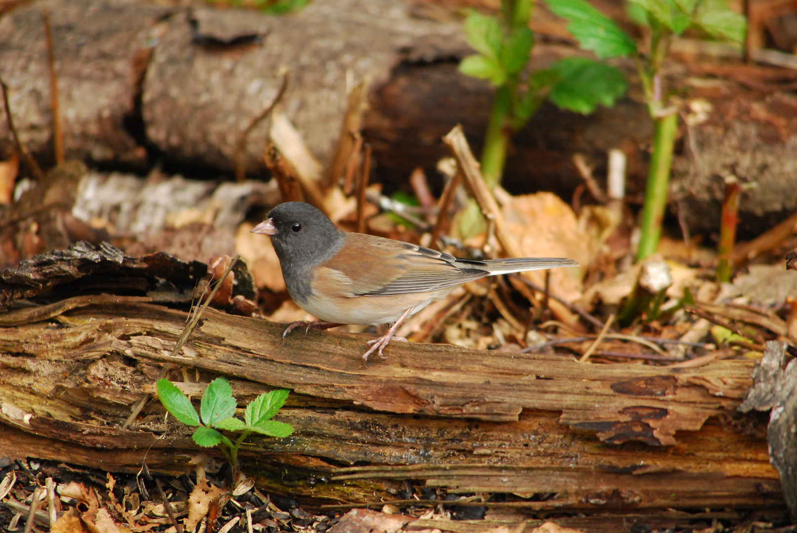 Dark eyed Junco