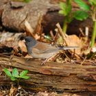 Dark eyed Junco