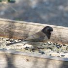 Dark-eyed Junco  (Oregon subspecies)