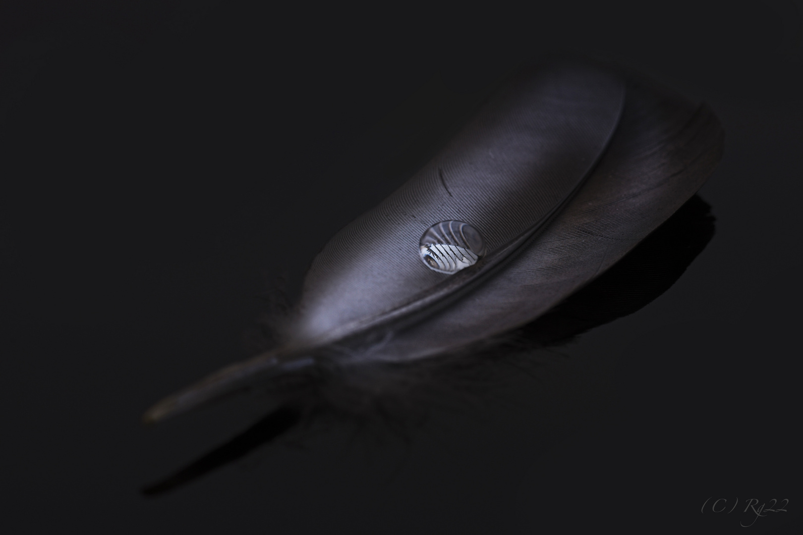 dark feather