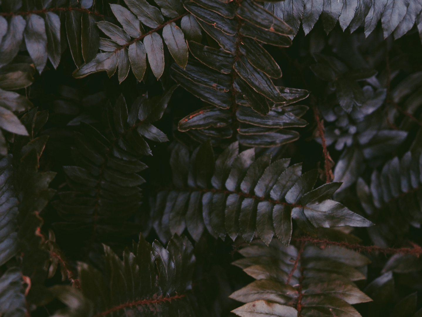 Dark Fern