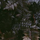 Dark Fern