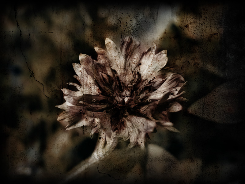 dark flower