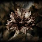 dark flower