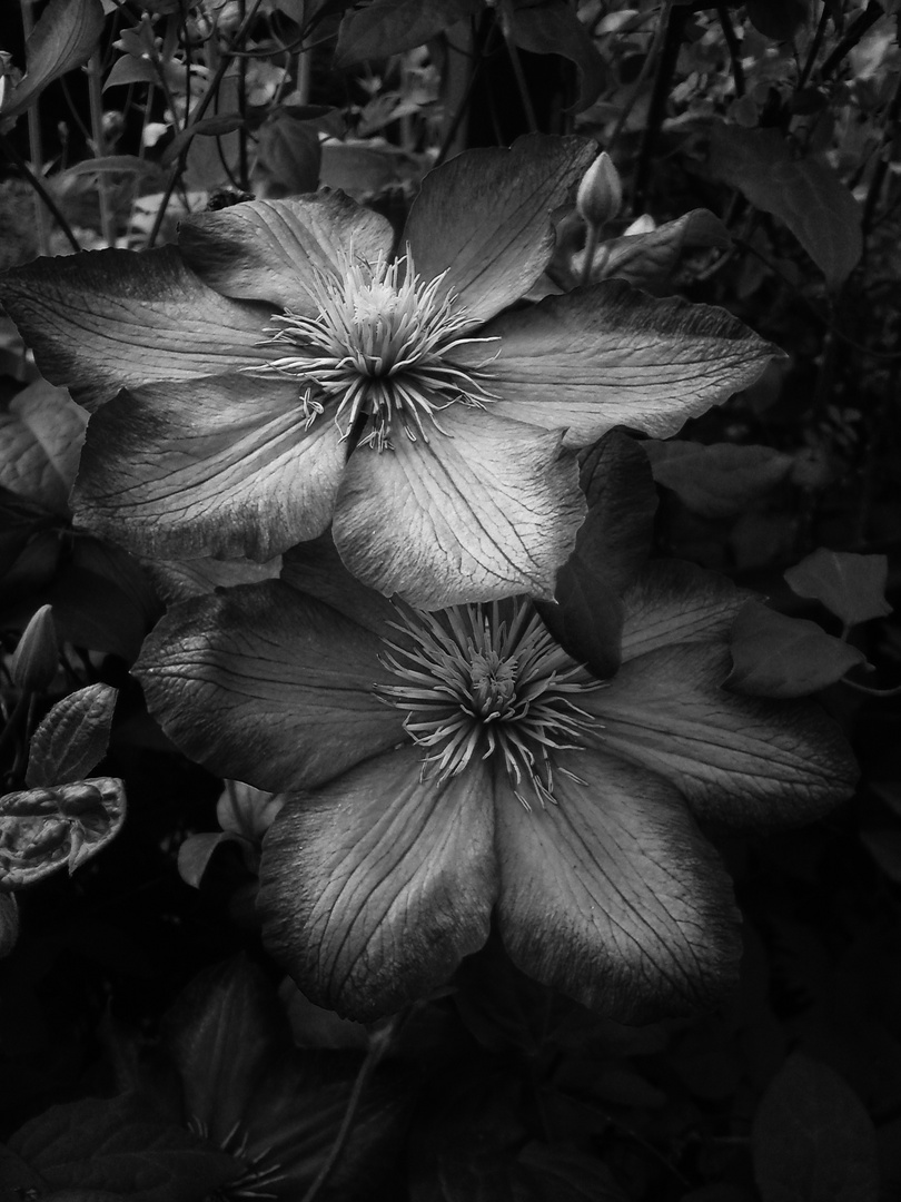 Dark Flower