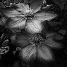 Dark Flower