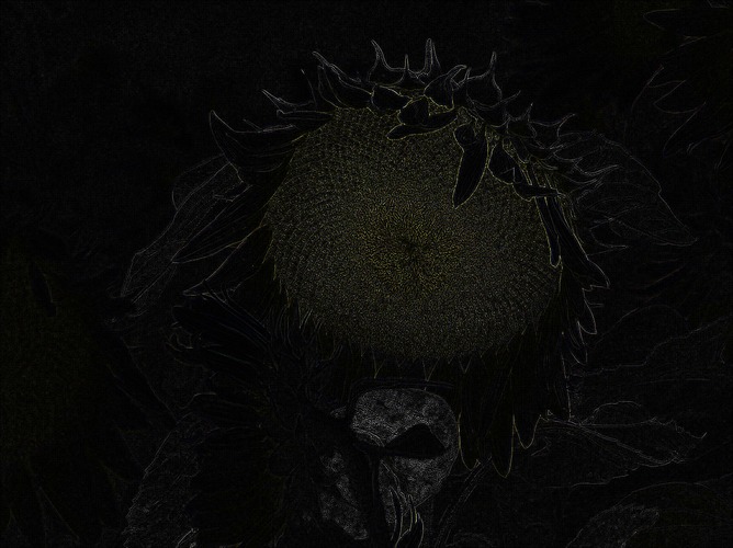 dark flower