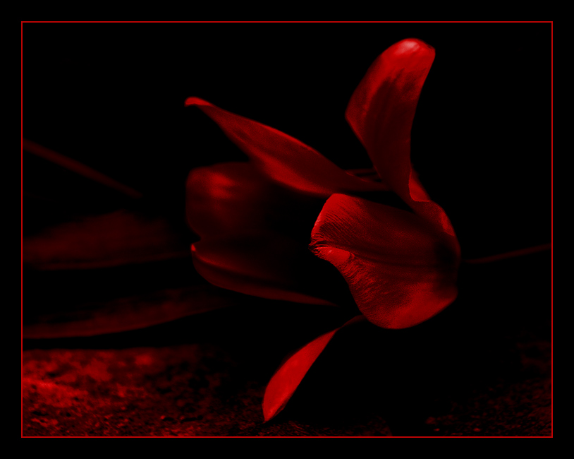 dark flower... red