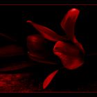 dark flower... red