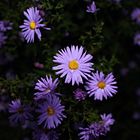 Dark flowers at night