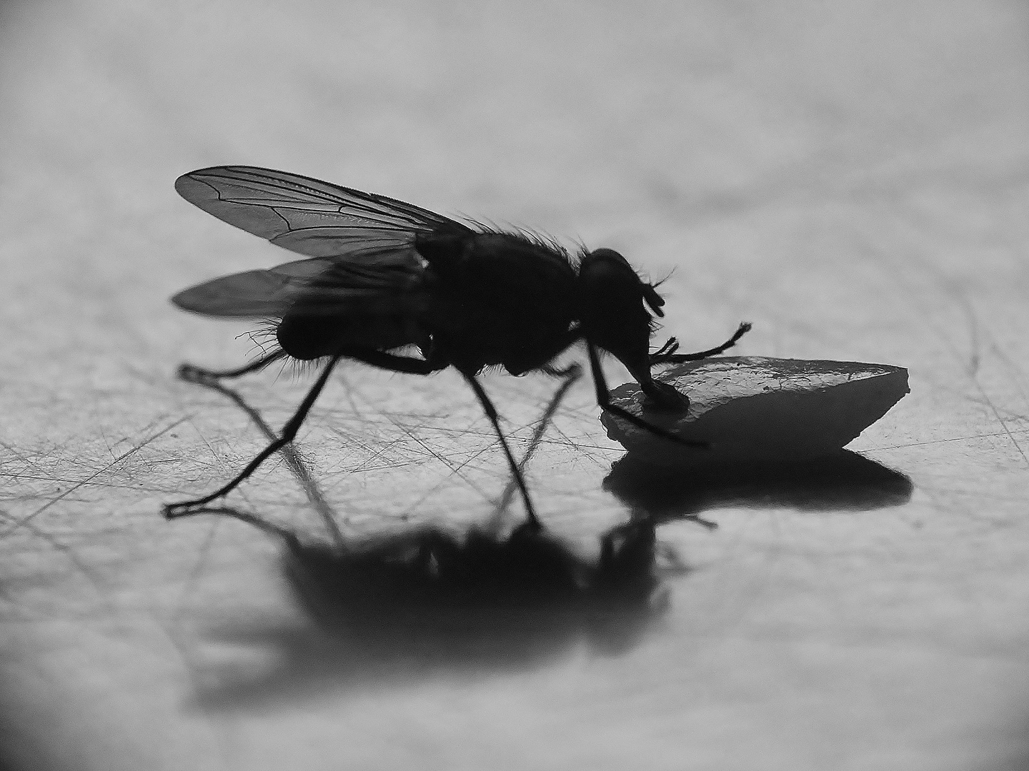 Dark Fly