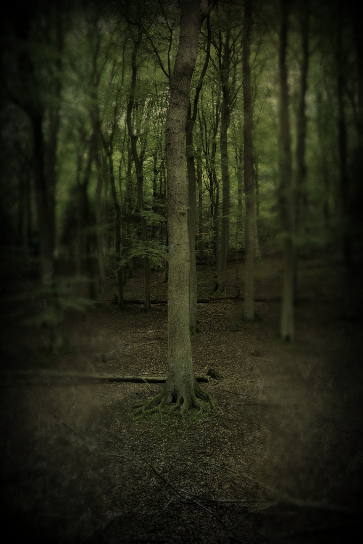 Dark Forest