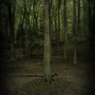 Dark Forest