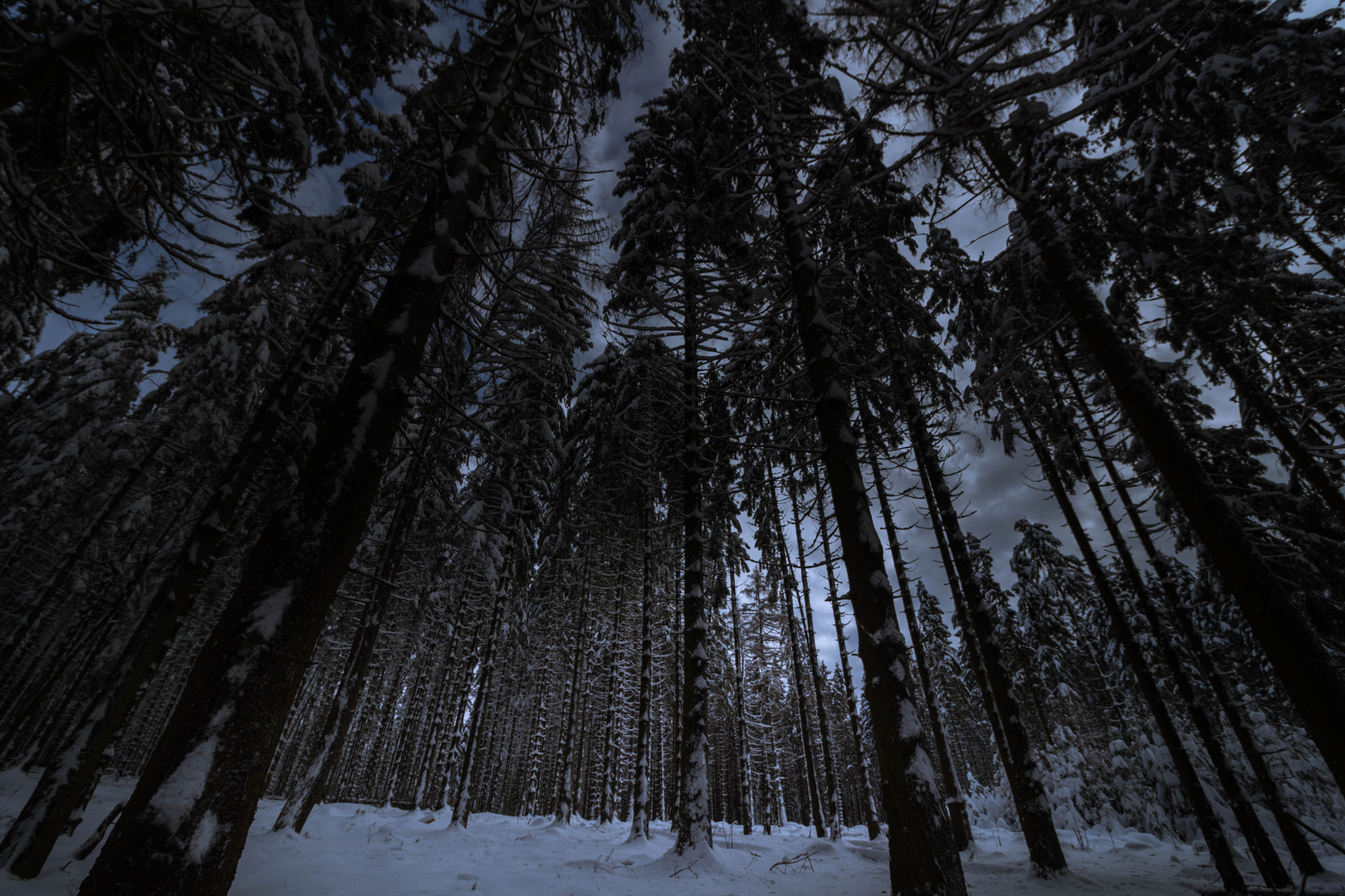 Dark Forest 