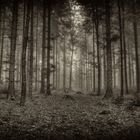 dark forest