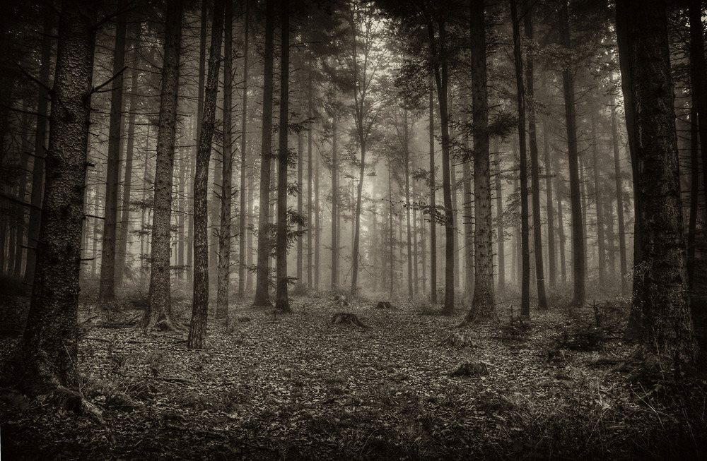 dark forest