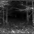 dark forest