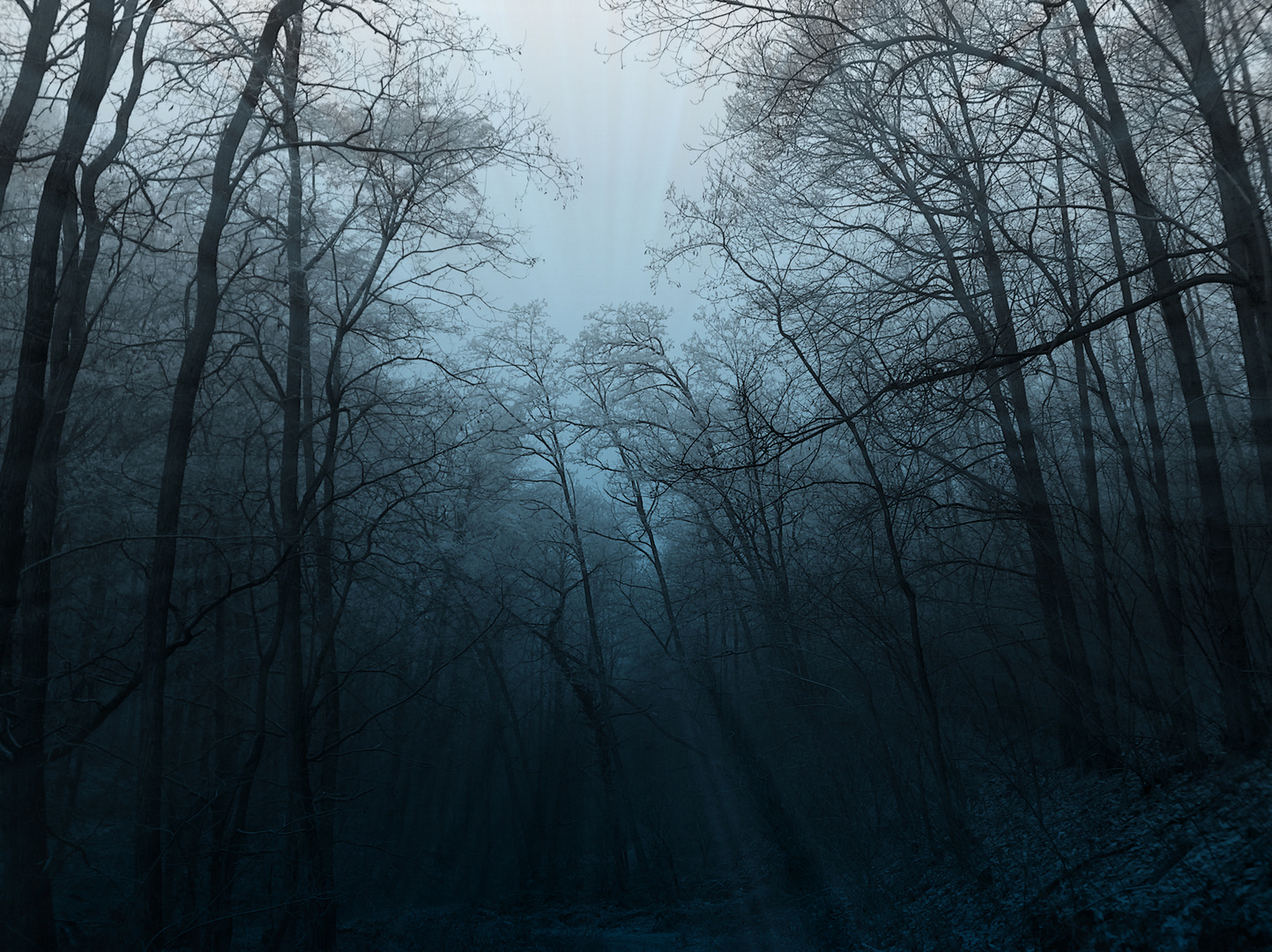 Dark Forest