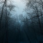 Dark Forest