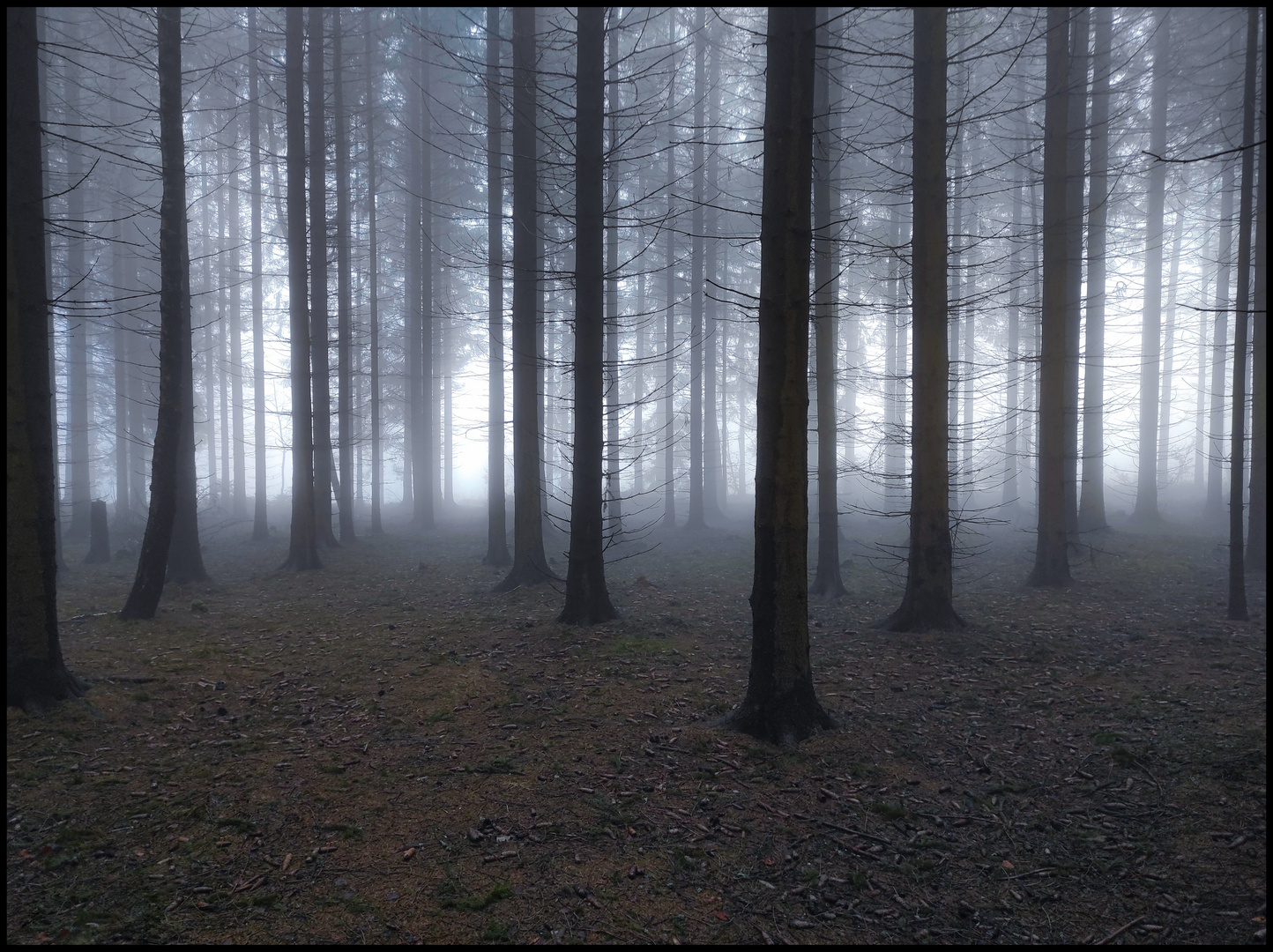 Dark forest 